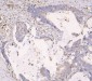 Anti-APOBEC3G Antibody Picoband™ (monoclonal, 6C2)